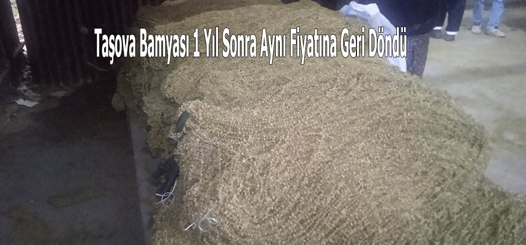 Taşova Bamyası 1 Yıl Sonra Aynı Fiyatına Geri Döndü