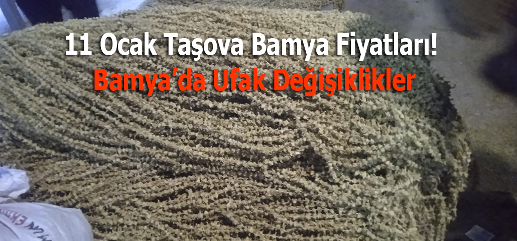 11 Ocak Taşova Bamya Fiyatları! Bamya’da Ufak Değişiklikler