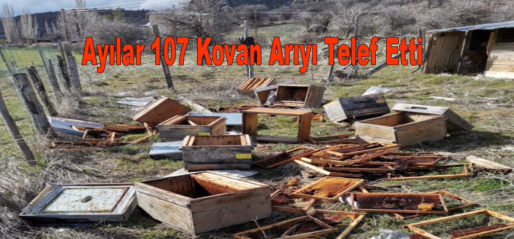 Ayılar 107 Kovan Arıyı Telef Etti