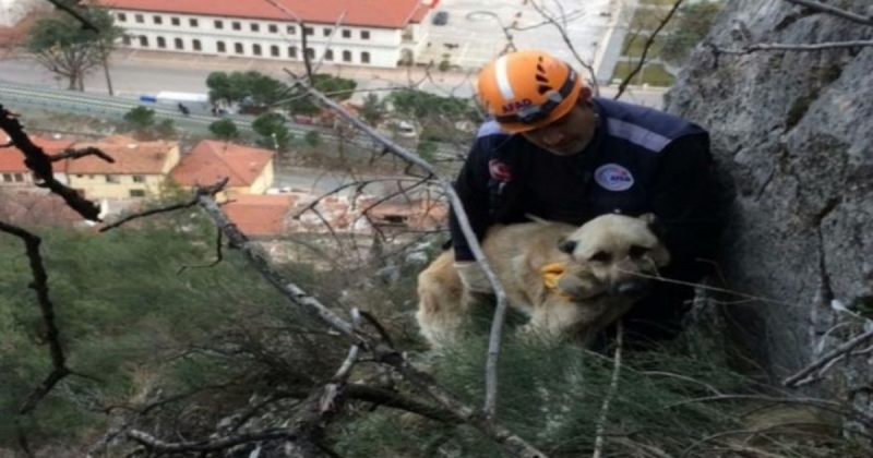 Mahsur Kalan Köpeği AFAD Kurtardı