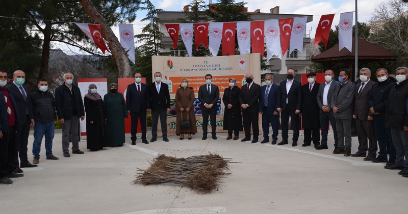 Amasya'da 3750 Adet İncir Fidanı Çiftçilere Dağıtıldı