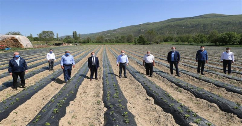 Amasya'da Çilek Üretimi Yaygınlaştırılıyor