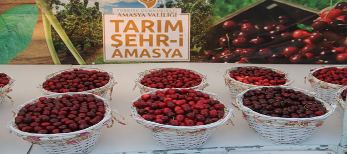 Amasya’da Kirazlar Yarıştı