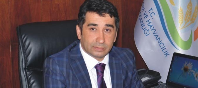 Amasya'da Soğan Üretimi 2 Kat Arttı
