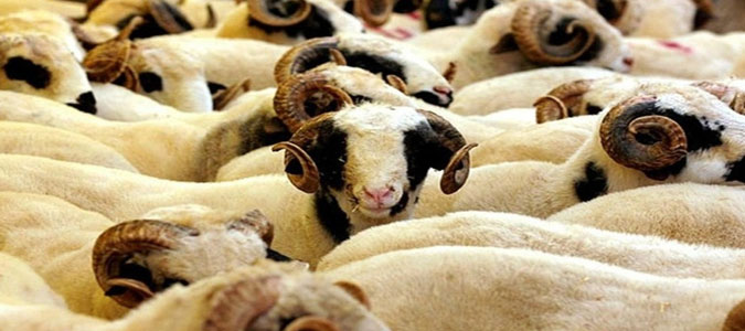 Amasya’daki Kurbanlık Hayvan Sayısı Belli Oldu