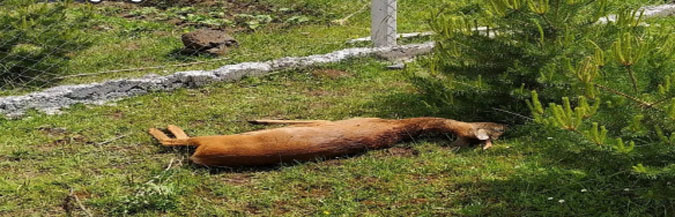 Bahçesindeki Ölü Karacayı Görünce Şaşkına Döndü