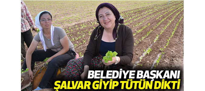 Belediye Başkanı Şalvar Giyip Tütün Dikti