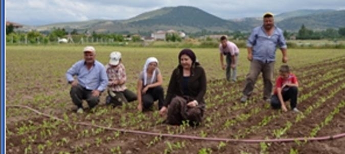 Belediye Başkanı Şalvar Giyip Tütün Dikti