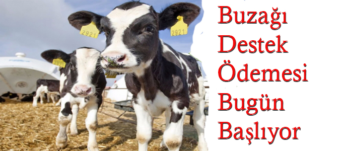 Buzağı Destek Ödemesi Bugün Başlıyor
