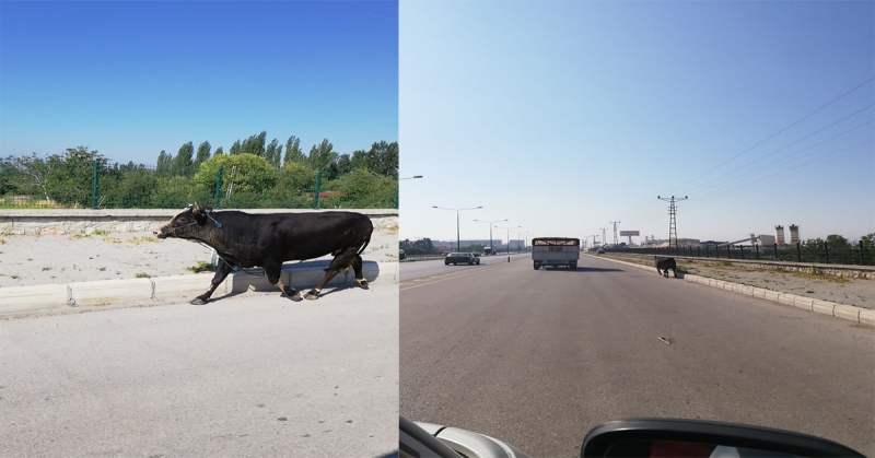 Kaçan Kurbanlık Boğa Trafiği Birbirine Kattı