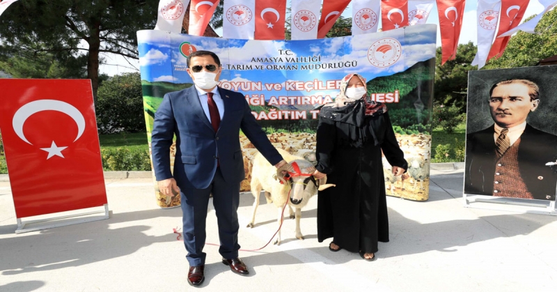 Koyun ve Keçilerde Verimliliği Artırma Projesi Kapsamında Koç Dağıtımı Gerçekleştirildi