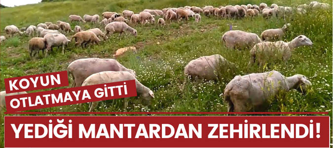 Mantardan zehirlenen bir kişi hastanelik oldu! 