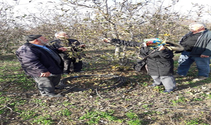 Meyve Ağaçlarında Budama ve Terbiye Sistemleri Eğitimleri Devam Ediyor