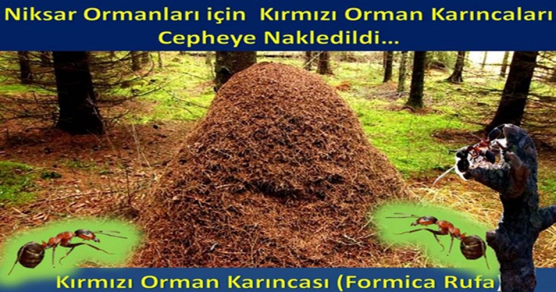 Niksar'da Formica Rufa Kolonisi Operasyon Bölgesine Nakledildi