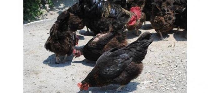 ONLARI KENELERDEN TAVUK VE KAZLAR KORUYOR