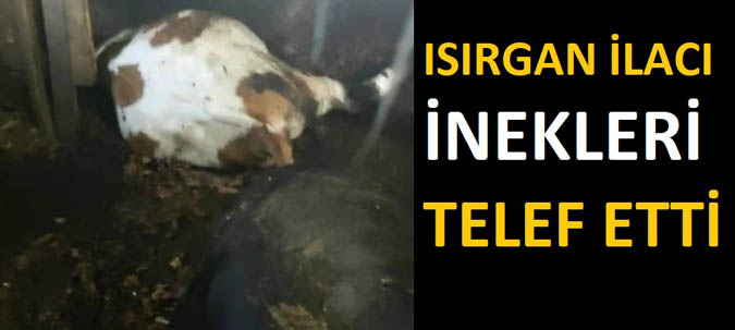 ORDU'DA ISIRGAN İLACI İNEKLERİ TELEF ETTİ