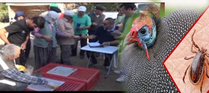 Son Yıllarda Artan Kene ile Mücadele İçin Köylüye Beç Tavuğu Dağıtıldı