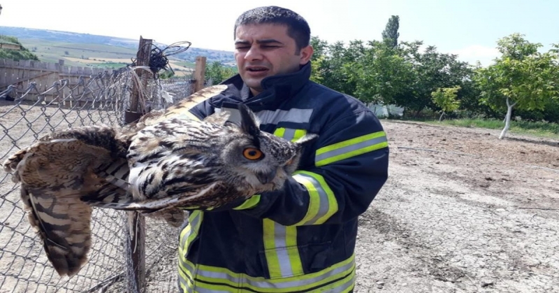 Tele Takılan Kuşu İtfaiye Ekipleri Kurtardı