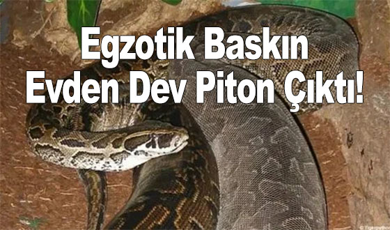 Egzotik Baskın: Evden Dev Piton Çıktı!