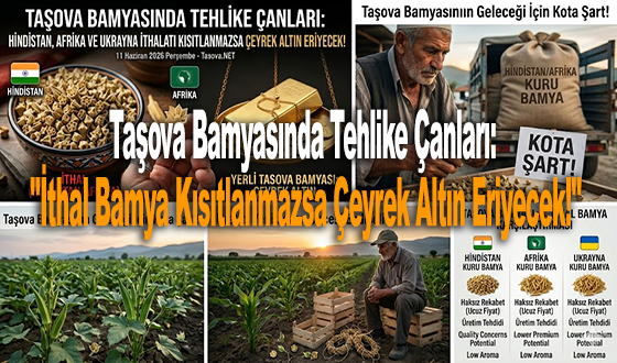Taşova Bamyasında Tehlike Çanları: 