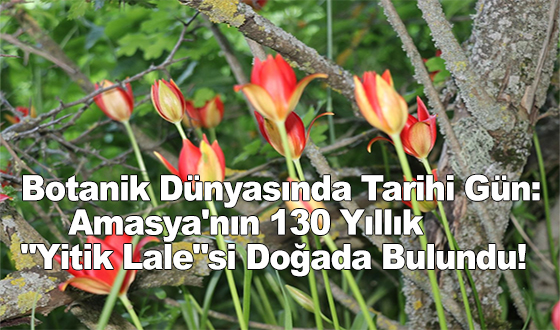 Botanik Dünyasında Tarihi Gün: Amasya'nın 130 Yıllık 