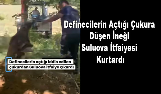Definecilerin Açtığı Çukura Düşen İneği Suluova İtfaiyesi Kurtardı