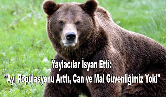 Yaylacılar İsyan Etti: 
