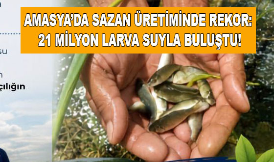 AMASYA’DA SAZAN ÜRETİMİNDE REKOR: 21 MİLYON LARVA SUYLA BULUŞTU!