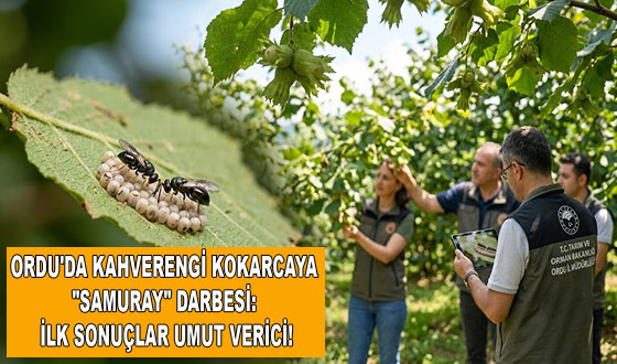 ORDU'DA KAHVERENGİ KOKARCAYA 