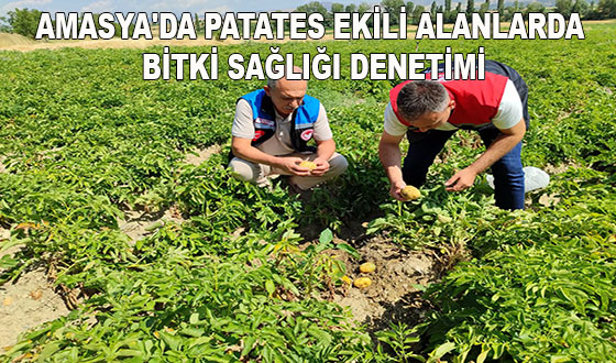 AMASYA'DA PATATES EKİLİ ALANLARDA BİTKİ SAĞLIĞI DENETİMİ