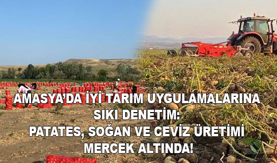 AMASYA’DA İYİ TARIM UYGULAMALARINA SIKI DENETİM: PATATES, SOĞAN VE CEVİZ ÜRETİMİ MERCEK ALTINDA!