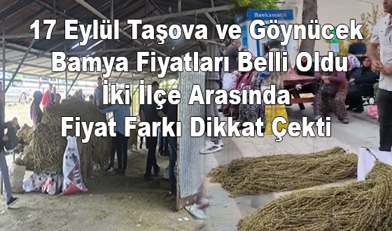 17 Eylül Taşova ve Göynücek Bamya Fiyatları Belli Oldu   İki İlçe Arasında Fiyat Farkı Dikkat Çekti