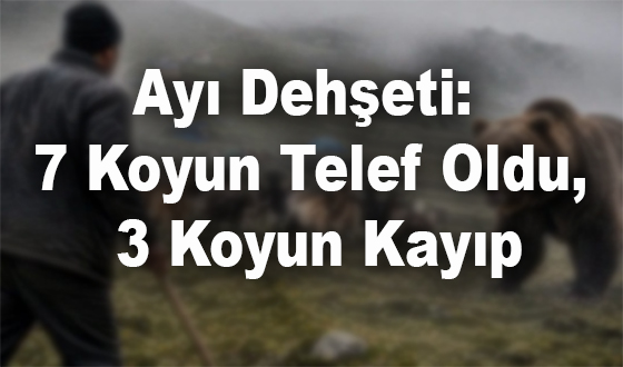 Ayı Dehşeti: 7 Koyun Telef Oldu, 3 Koyun Kayıp