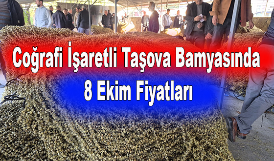 Coğrafi İşaretli Taşova Bamyasında 8 Ekim Fiyatları