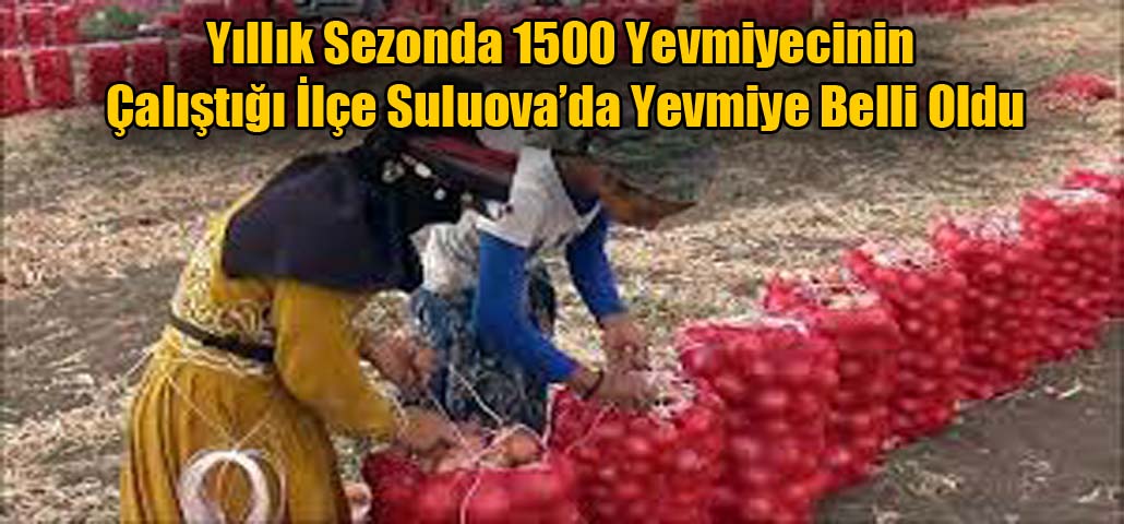 Yıllık Sezonda 1500 Yevmiyecinin Çalıştığı İlçe Suluova’da Yevmiye Belli Oldu